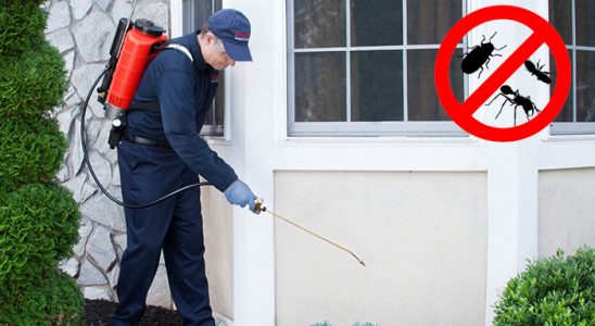 Kuyucak Kene İlaçlama böcek ilaçlama ve haşere kontrolü — ilaclama-tr.com